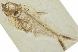 Fossil Fish (Diplomystus) - Green River Formation #224584-1